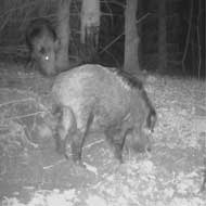 Buchenholzteer Kartusche 310 ml 3