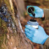 Buchenholzteer 500ml Dose mit Pinsel 3