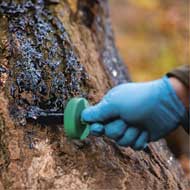 Buchenholzteer 500ml Dose mit Pinsel 4