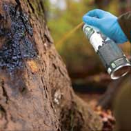 Buchenholzteer Spray 500ml 3