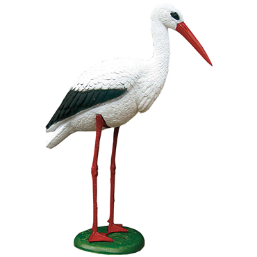 Storch