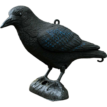 Lockvogel Krhe