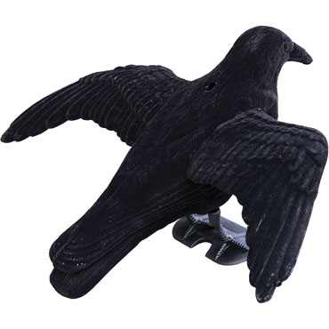 Fliegende Lockkrhe beflockt