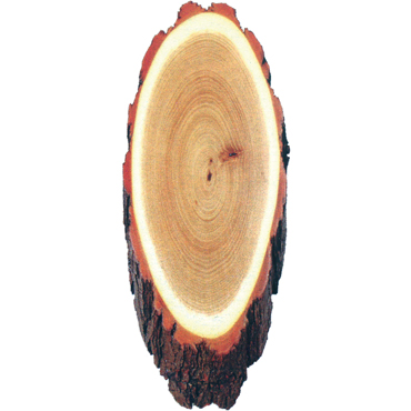 Trophenschild Hirsch 45 cm
